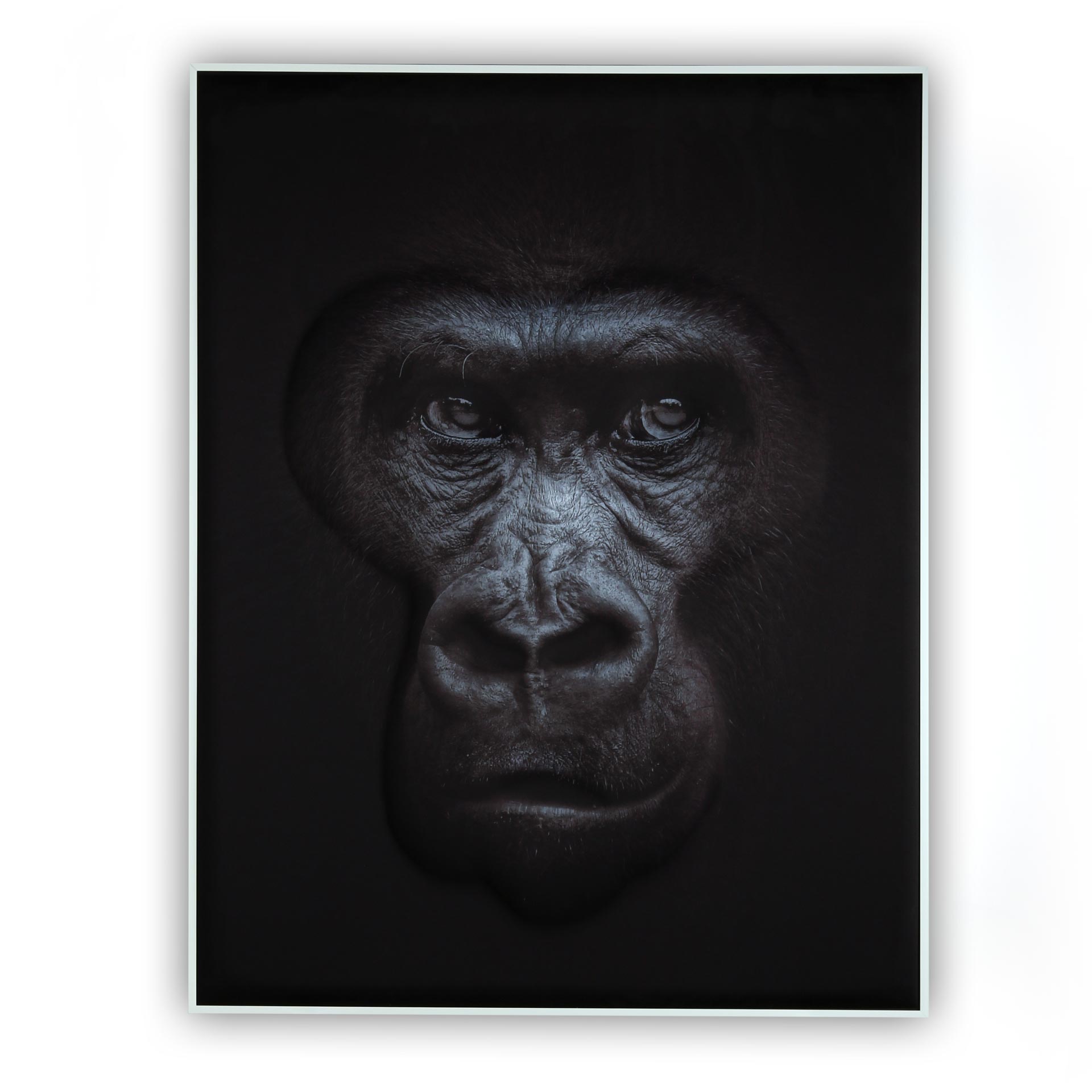 QUIETO Akustisches 3D-Wandbild | Gorilla 